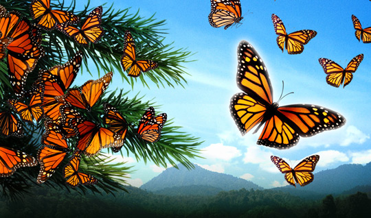 Flight of the Butterflies 3D