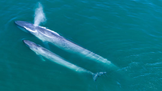 Blue Whales 3D