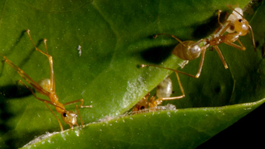 Bugs 3D: Micro Monsters 