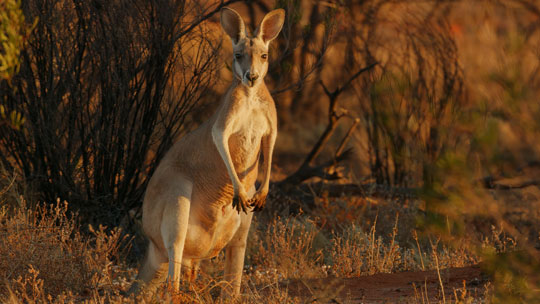 Australia 3D