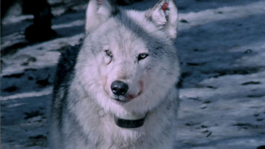 The Lost Wolves of Yellowstone