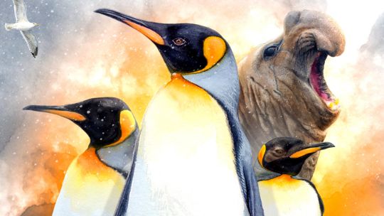 Penguin Island 3D